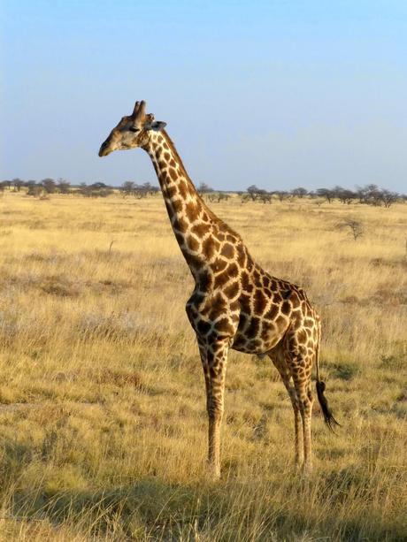Parque Nacional de Etosha. Namibia