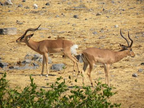 Parque Nacional de Etosha. Namibia