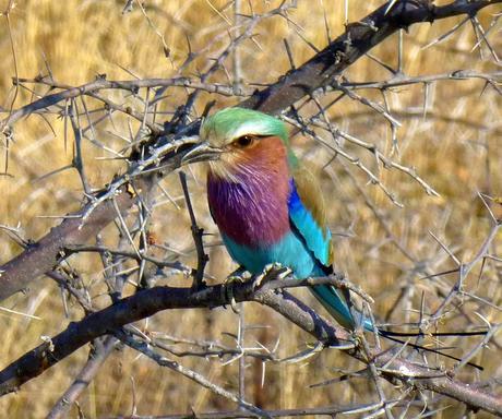 Parque Nacional de Etosha. Namibia