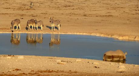 Parque Nacional de Etosha. Namibia