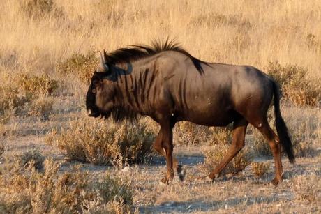 Parque Nacional de Etosha. Namibia