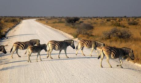 Parque Nacional de Etosha. Namibia