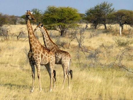 Parque Nacional de Etosha. Namibia