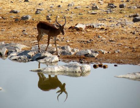 Parque Nacional de Etosha. Namibia