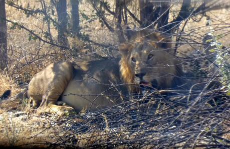 Parque Nacional de Etosha. Namibia