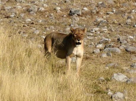 Parque Nacional de Etosha. Namibia
