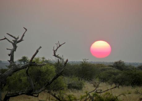 Parque Nacional de Etosha. Namibia