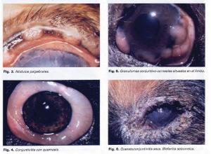 Lesiones oculares Leishmania