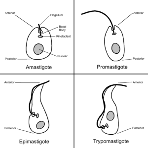 Trypanosomatid_Cellular_Forms