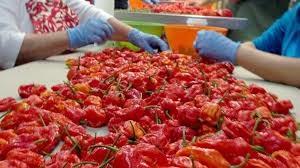 El ardiente récord de una guindilla destripadora