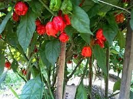 El ardiente récord de una guindilla destripadora