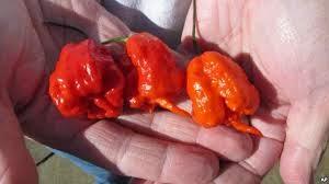 El ardiente récord de una guindilla destripadora