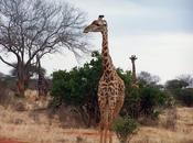 Kenia