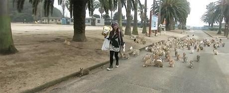 LA ISLA DE LOS CONEJOS EN JAPON !! Vídeos.