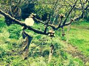 FLOR CEREZO...