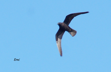 HALCÓN DE ELEONORA (Falco eleonorae) EN LA COSTA CÁNTABRA