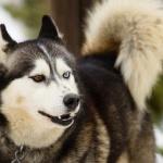 Pros y contras de tener un husky siberiano