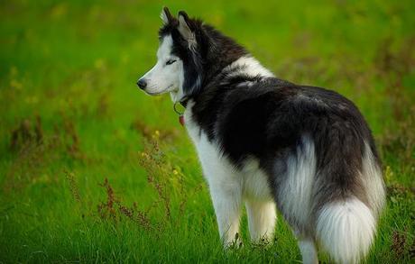 Pros y contras de tener un Husky Siberiano Husky siberiano