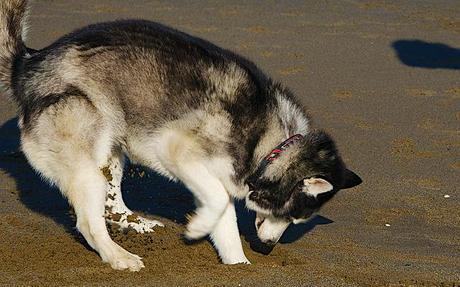 Pros y contras de tener un Husky Siberiano husky excavando