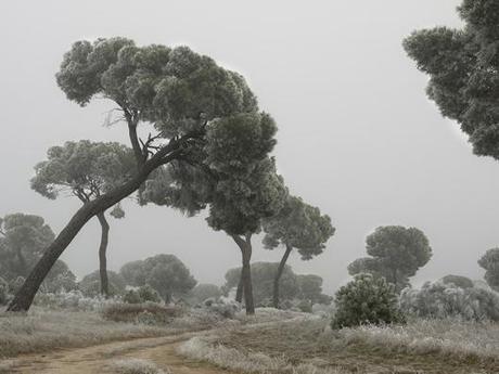Ikebana-Giuseppe Satriani-Winter-Fog- Pine Trees