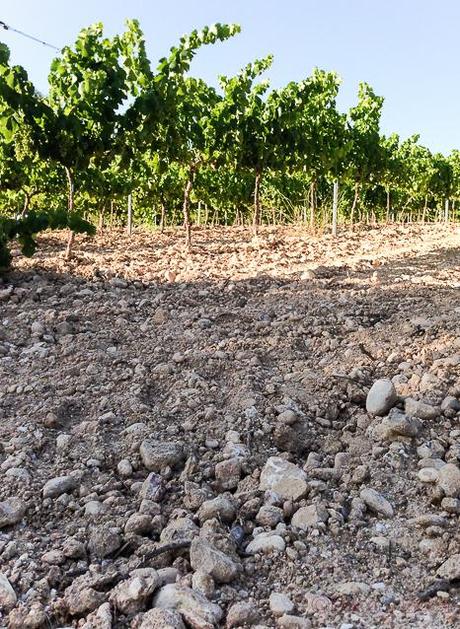 viñas y terroir en bodega Castellroig_
