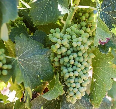 uvas en castellroig