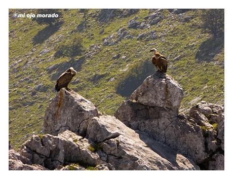 Sólo había un árbol en el Alluitz Sólo había un árbol en el Alluitz