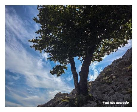 Sólo había un árbol en el Alluitz Sólo había un árbol en el Alluitz