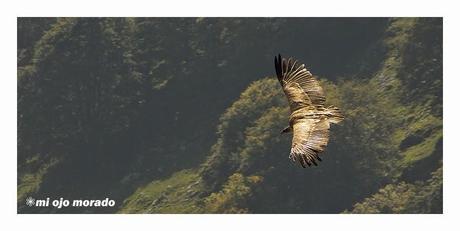 Sólo había un árbol en el Alluitz Sólo había un árbol en el Alluitz