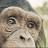 Siento, luego existo: Evolución de las emociones en primates y humanos