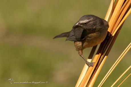 Pepitero gris (Grayish saltator) Saltator coerulescens