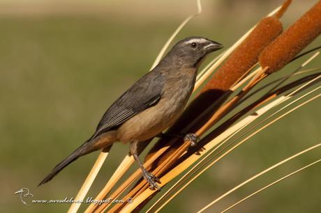 Pepitero gris (Grayish saltator) Saltator coerulescens