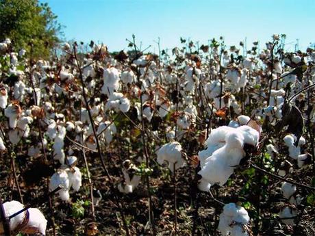 algodon peru