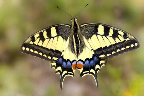 Para ampliar Papilio machaon (Linnaeus, 1758) hacer clic