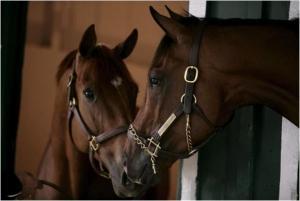 Coaching Asistido con Caballos. Todo lo que pueden hacer estos animales por ti. coachingCaballos2