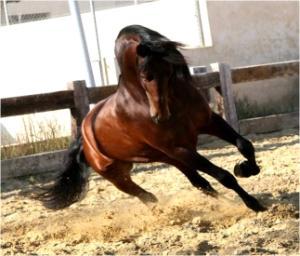 Coaching Asistido con Caballos. Todo lo que pueden hacer estos animales por ti. coachingCaballos3