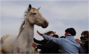 Coaching Asistido con Caballos. Todo lo que pueden hacer estos animales por ti. coachingCaballos4