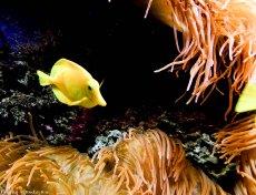 Pez cirujano amarillo- Arrecife de coral Mar Rojo