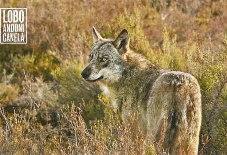Durmiendo con lobos - Andoni Canela
