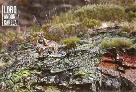 Durmiendo con lobos - Andoni Canela