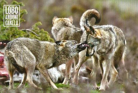 Durmiendo con lobos - Andoni Canela