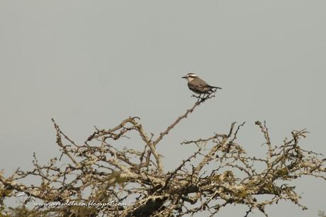 Monjita coronada ( Black-crowned Monjita) Xolmis coronatus