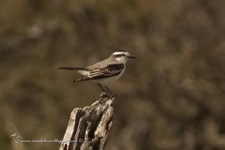 Monjita coronada ( Black-crowned Monjita) Xolmis coronatus