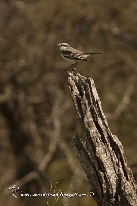 Monjita coronada ( Black-crowned Monjita) Xolmis coronatus