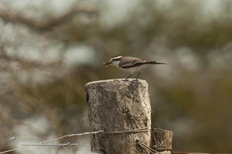 Monjita coronada ( Black-crowned Monjita) Xolmis coronatus