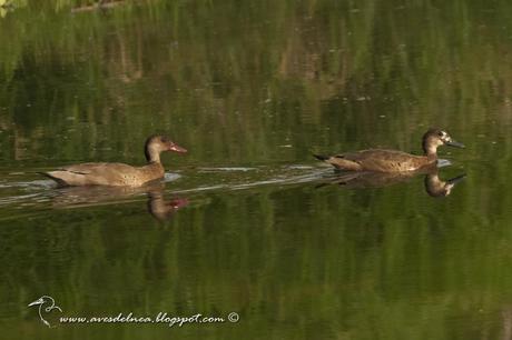 Pato cutirí (Brazilian Duck) Amazonetta brasiliensis