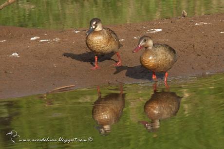Pato cutirí (Brazilian Duck) Amazonetta brasiliensis