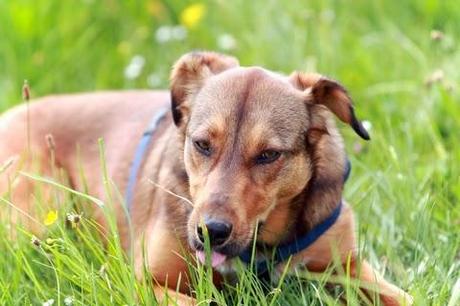 Por qué mi perro come pasto: Cuidados y nombres para tu mascota. Perro lame hierba