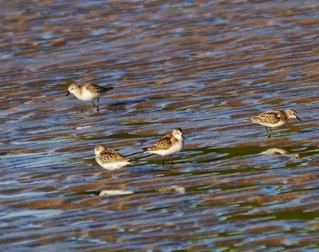 Buen año para el menudo