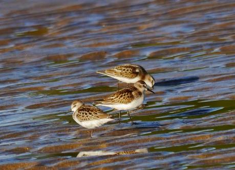 Buen año para el menudo